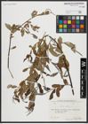 Foto von Salix alba L.